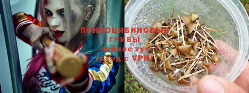 Псилоцибиновые грибы MAGIC MUSHROOMS  купить наркотики сайты  Кирсанов 